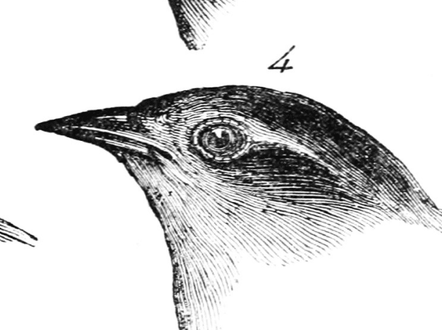 The finches — Charles Darwin